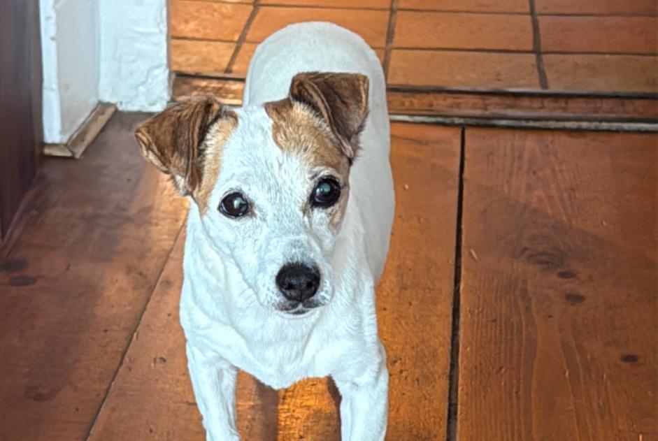 Vermisstmeldung Hund rassenmischung Weiblich , 8 jahre Bourg-en-Lavaux Schweiz Vermisstmeldung Hund rassenmischung Weiblich , 8 jahre Bourg-en-Lavaux Schweiz