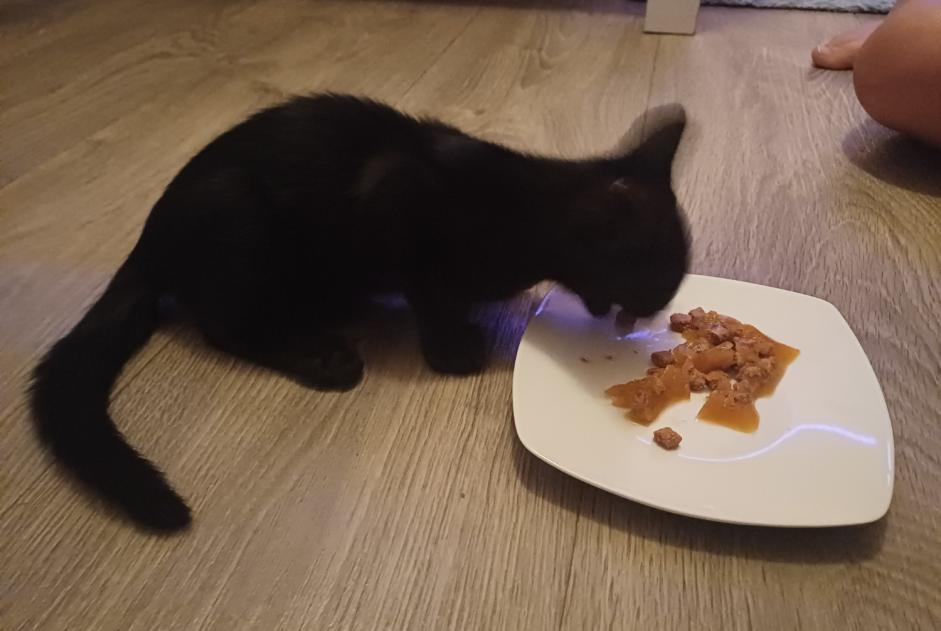 Fundmeldung Katze Unbekannt Penthaz Schweiz Fundmeldung Katze Unbekannt Penthaz Schweiz