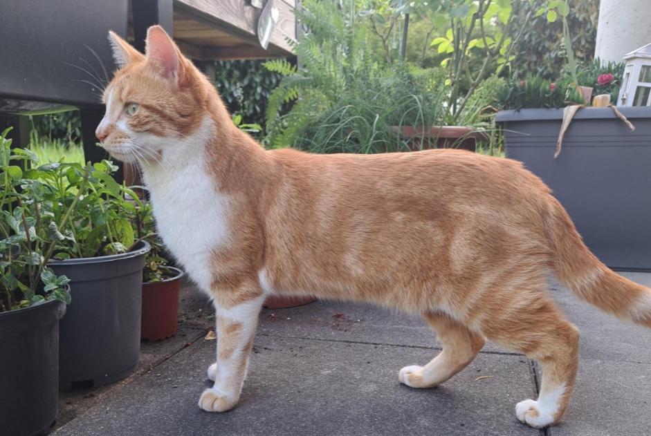 Vermisstmeldung Katze Männliche , 3 jahre Givisiez Schweiz Vermisstmeldung Katze Männliche , 3 jahre Givisiez Schweiz
