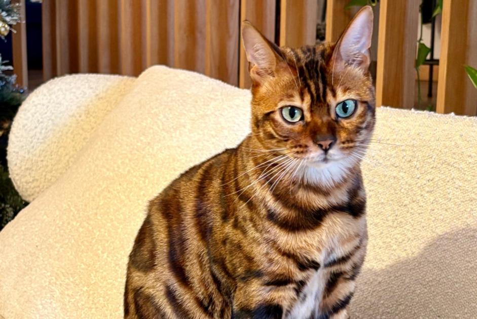 Vermisstmeldung Katze  Männliche , 2 jahre Jussy Schweiz