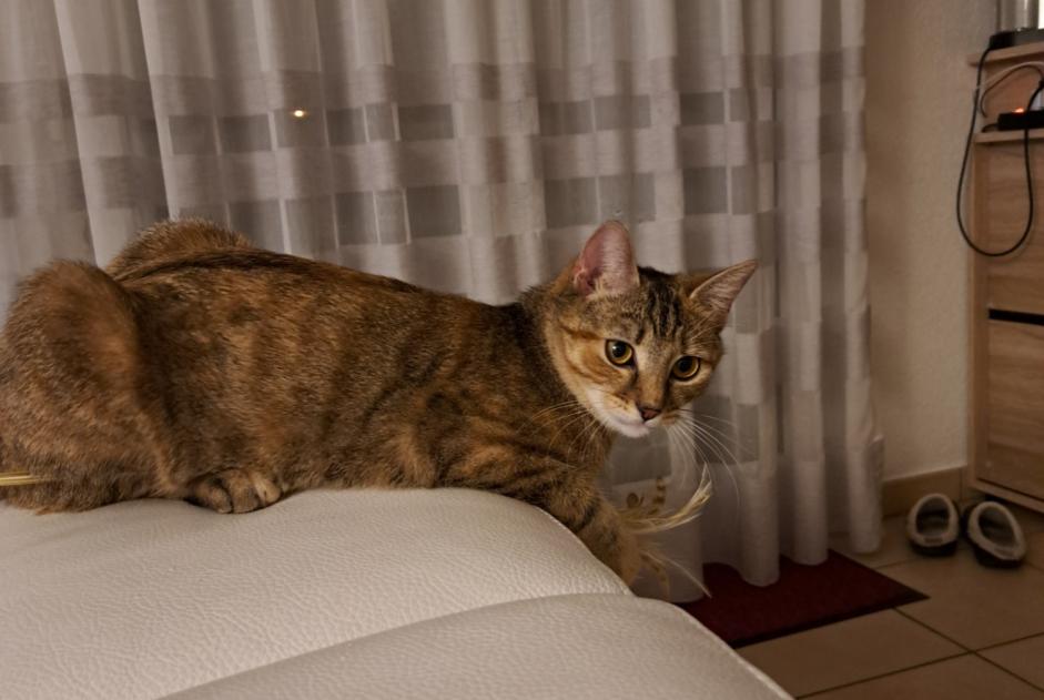 Vermisstmeldung Katze Weiblich , 1 jahre Neuchâtel Schweiz Vermisstmeldung Katze Weiblich , 1 jahre Neuchâtel Schweiz