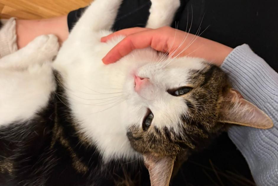 Vermisstmeldung Katze Männliche , 1 jahre Altdorf Schweiz Vermisstmeldung Katze Männliche , 1 jahre Altdorf Schweiz