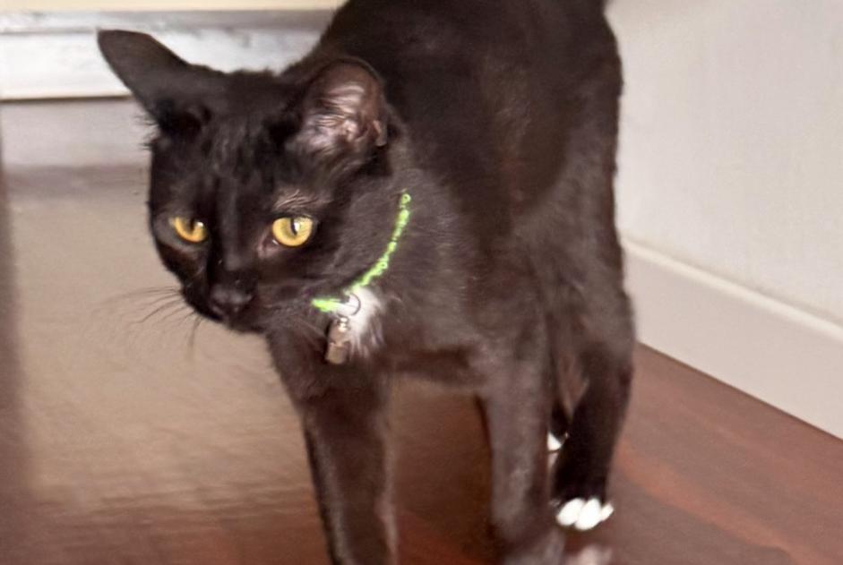 Vermisstmeldung Katze rassenmischung Weiblich , 1 jahre Lutry Schweiz Vermisstmeldung Katze rassenmischung Weiblich , 1 jahre Lutry Schweiz
