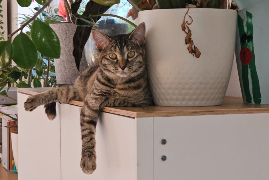 Vermisstmeldung Katze Weiblich , 2 jahre Saint-Barthélemy Schweiz Vermisstmeldung Katze Weiblich , 2 jahre Saint-Barthélemy Schweiz