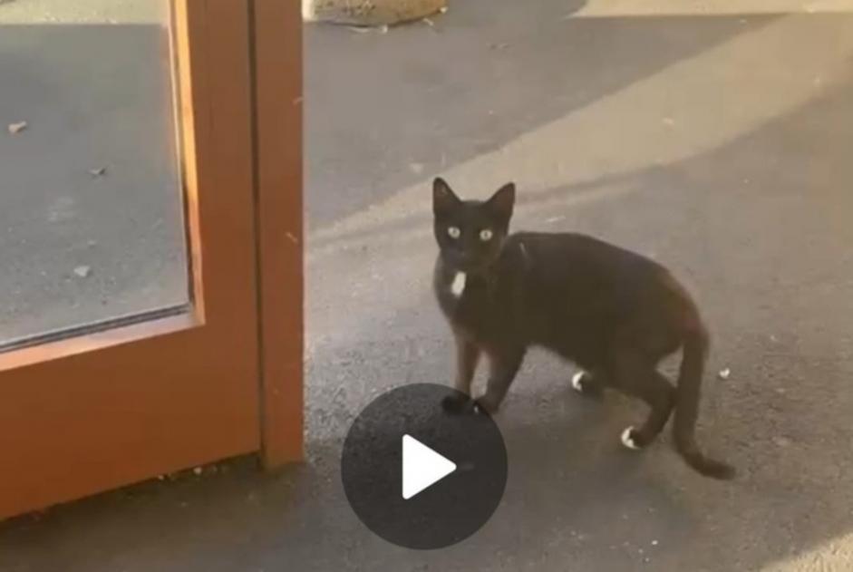 Discovery alert Cat Unknown Moudon Switzerland Discovery alert Cat Unknown Moudon Switzerland