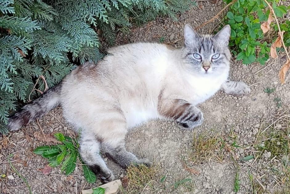 Disappearance alert Cat Female , 14 years Cousset Switzerland
