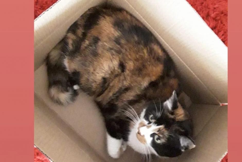 Alerta de Desaparición Gato Hembra , 20 años Givisiez Suiza Alerta de Desaparición Gato Hembra , 20 años Givisiez Suiza