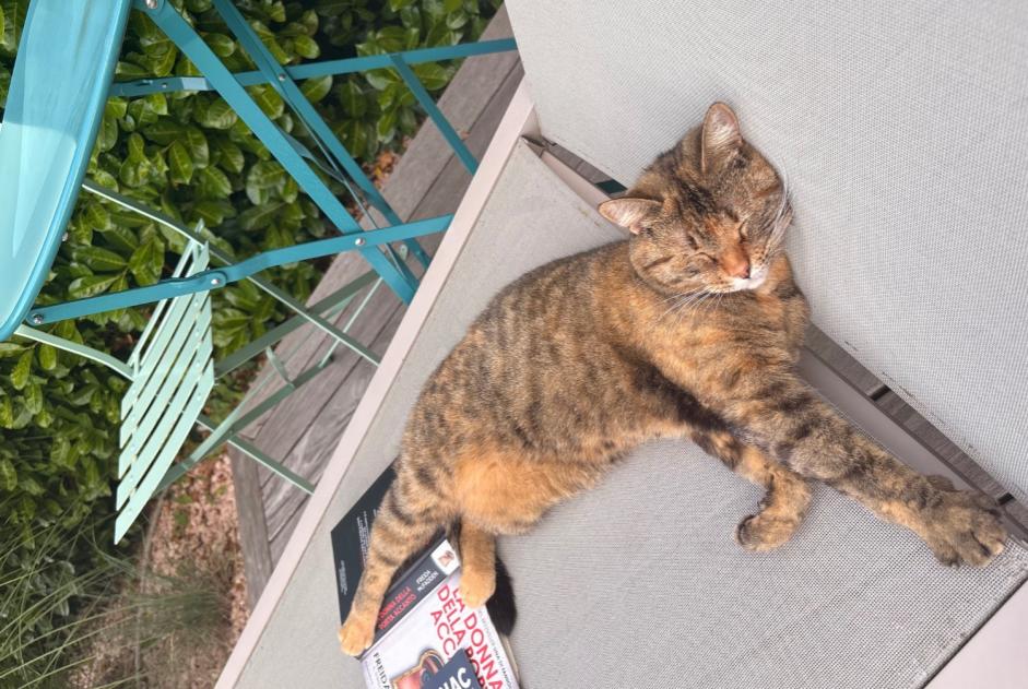 Alerta de Desaparición Gato  Hembra , 3 años Veyrier Suiza