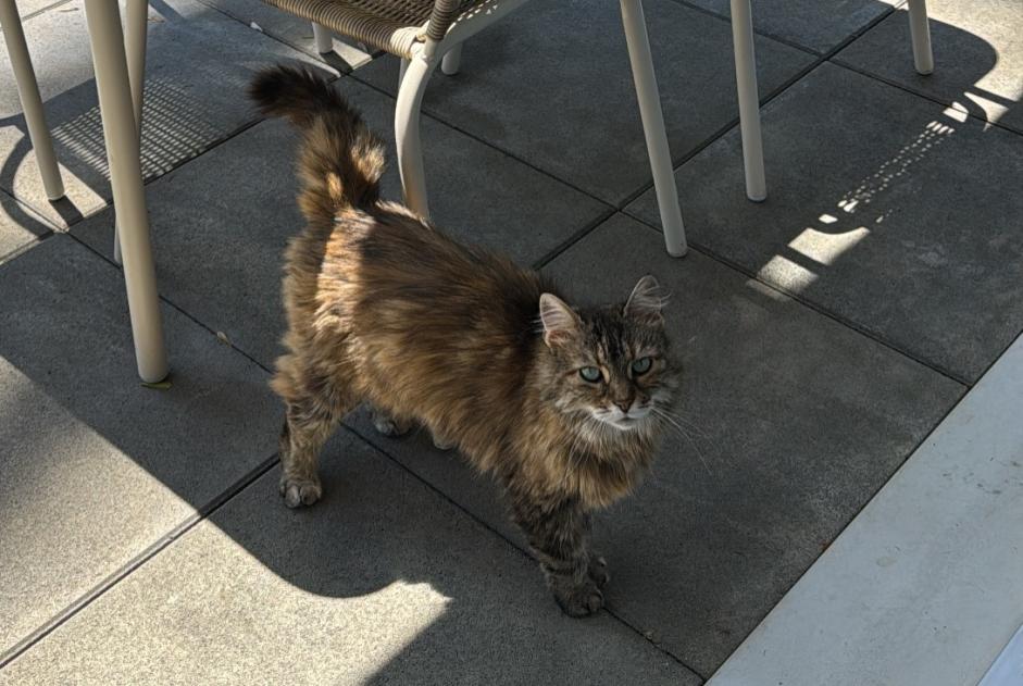 Alerta de Hallazgo Gato Hembra Chêne-Bourg Suiza