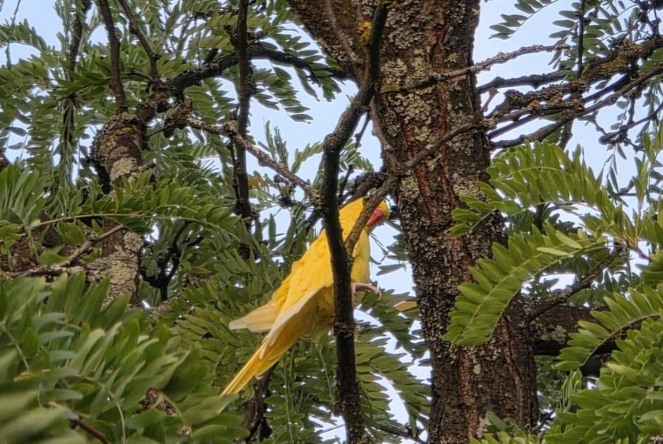 Alerta de Hallazgo Pájaro Hembra Genève Suiza Alerta de Hallazgo Pájaro Hembra Genève Suiza