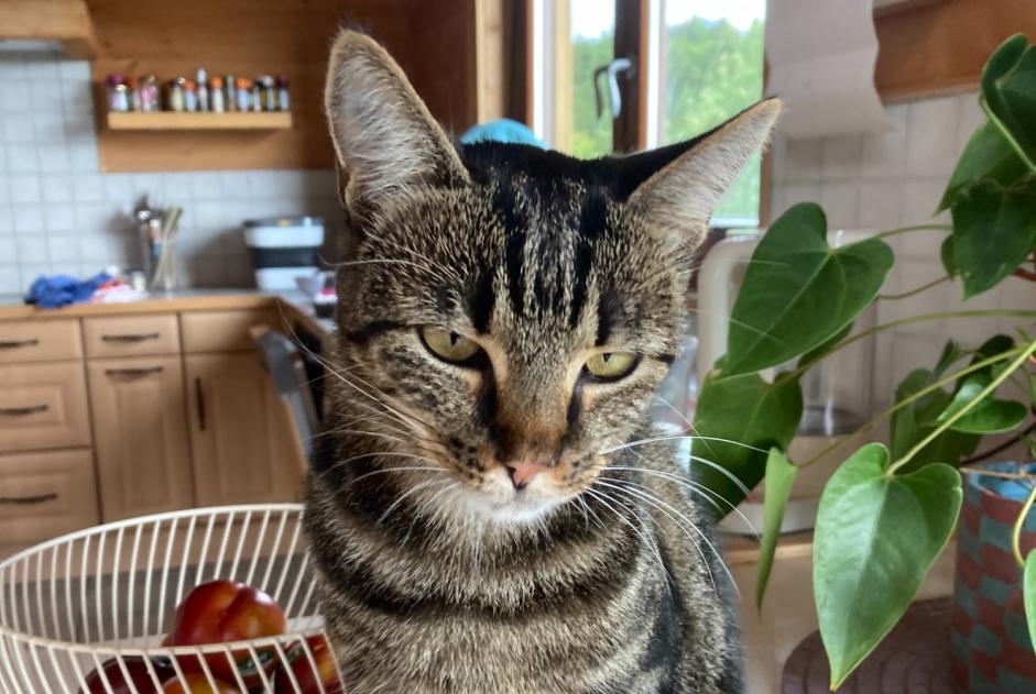 Alerte Disparition Chat Femelle , 3 ans 1258 Perly Suisse