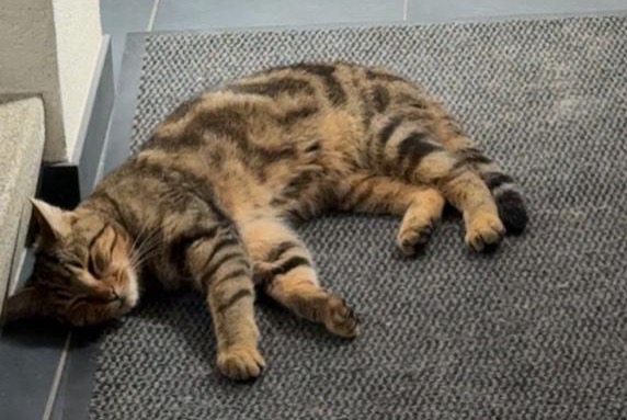 Alerte Disparition Chat croisement Mâle , 2 ans Eschert Suisse Alerte Disparition Chat croisement Mâle , 2 ans Eschert Suisse