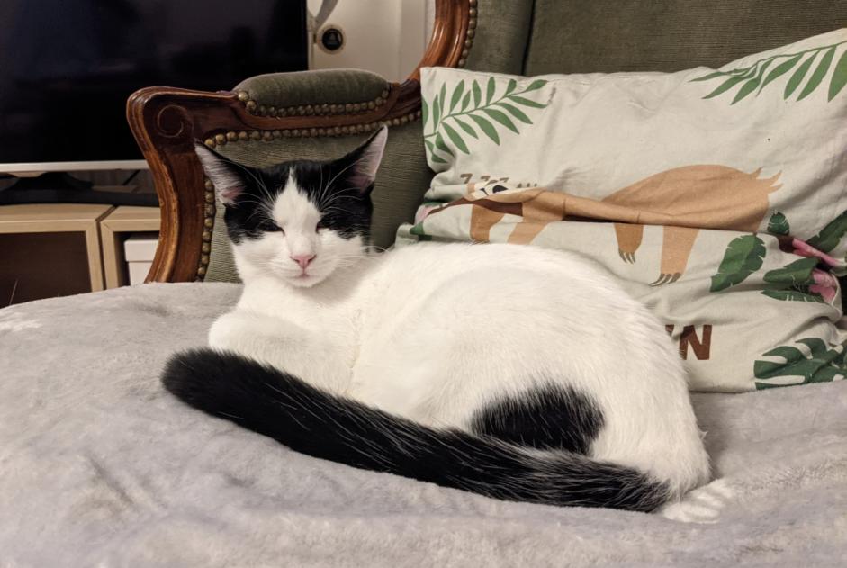 Alerte Disparition Chat croisement Femelle , 5 ans Marly Suisse Alerte Disparition Chat croisement Femelle , 5 ans Marly Suisse