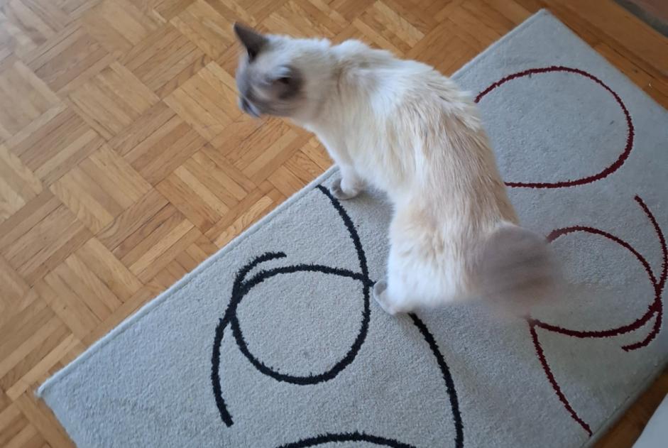 Alerte Découverte Chat croisement Inconnu Nyon Suisse