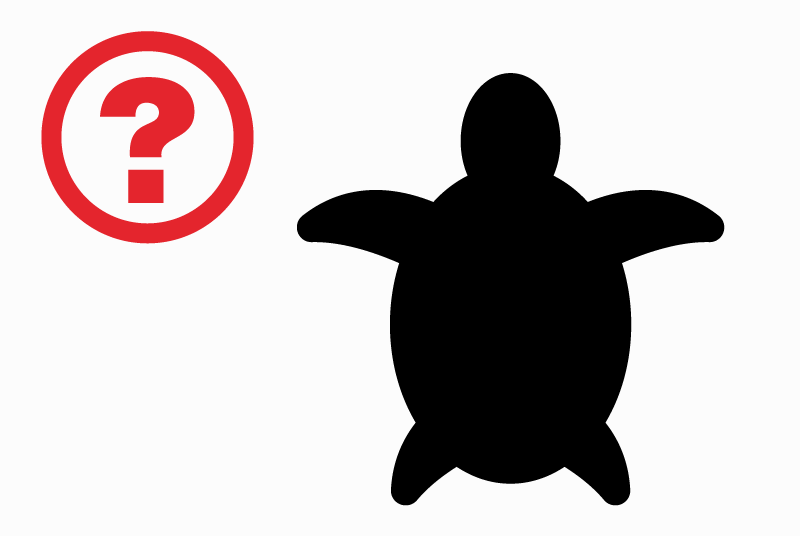 Alerte Découverte Tortue Mâle Bex Suisse Alerte Découverte Tortue Mâle Bex Suisse