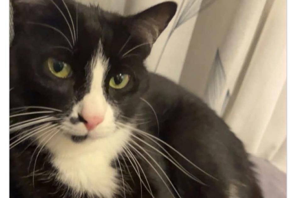 Avviso scomparsa Gatto incrocio di razze Maschio , 4 anni Faoug Svizzera