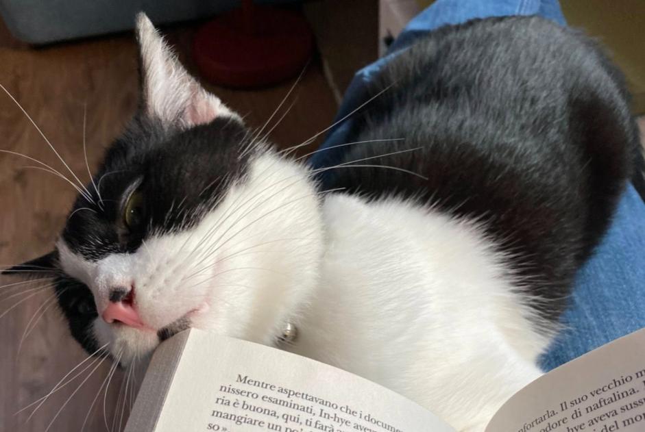 Avviso scomparsa Gatto Maschio , 4 anni Vevey Svizzera Avviso scomparsa Gatto Maschio , 4 anni Vevey Svizzera