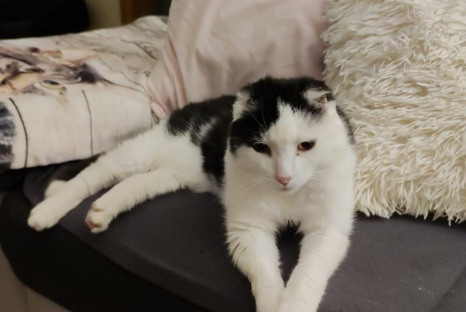 Alerta desaparecimento Gato Macho , 15 anos Lausanne Switzerland Alerta desaparecimento Gato Macho , 15 anos Lausanne Switzerland