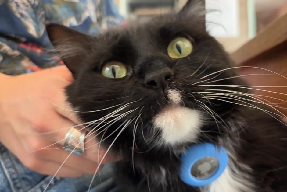 Alerta desaparecimento Gato Fêmea , 4 anos Gimel Switzerland Alerta desaparecimento Gato Fêmea , 4 anos Gimel Switzerland