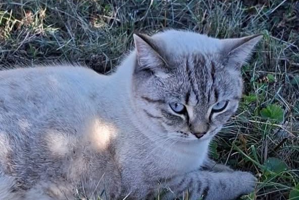 Alerta descoberta Gato Fêmea , 2 anos Rossemaison Switzerland